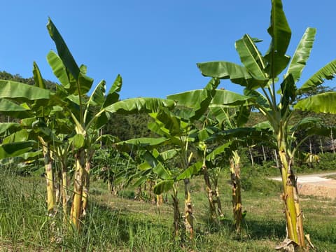 Relaxing House Koh Yao Yai
