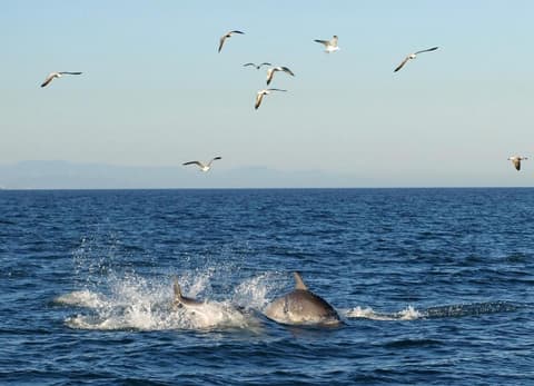 Hostal El Perelló, Valencia