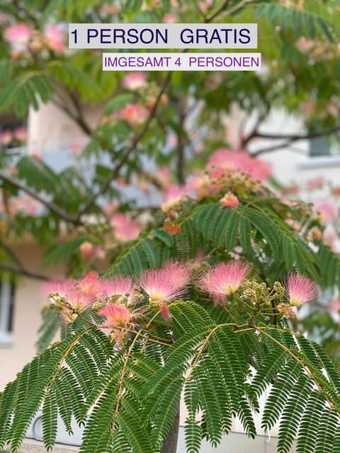 Senator Flats Petrus & Kardinal Nagl