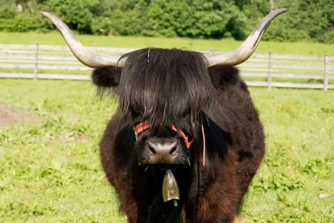 Café-Pension Margret, 