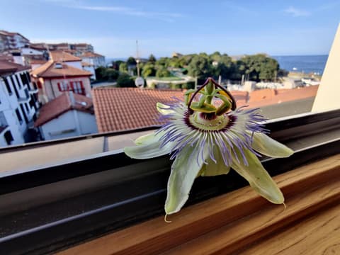Apartamentos Mundaka Surf PLAZA