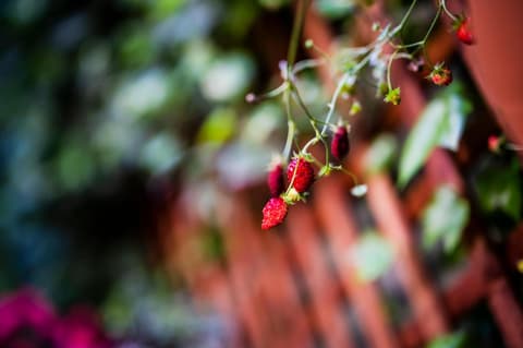 Apartamenty Schoeps Residence by Noclegi Renters, 