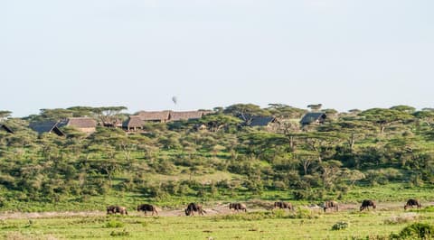 Lake Ndutu Luxury Tented Lodge