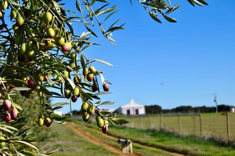 Herdade da Burquilheira, 