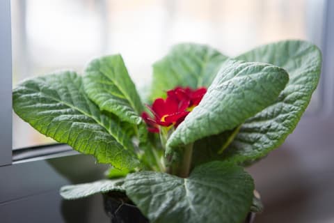 B&B Artistic Tirana, 