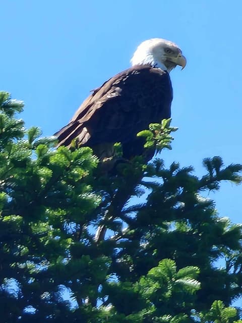 Campbell River Lodge
