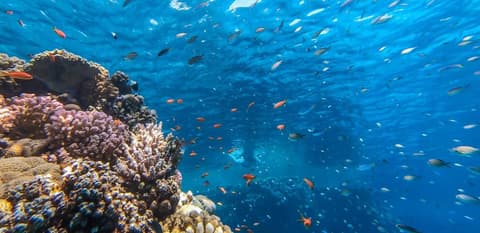 Club El Faraana Reef Resort
