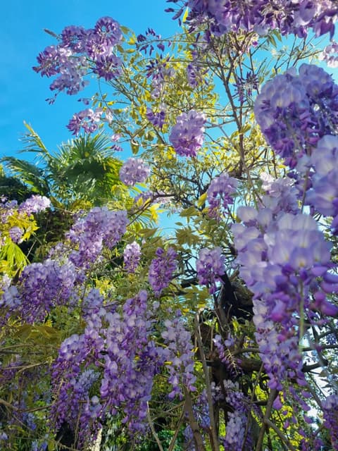 Giardin Sconto - Secret Garden