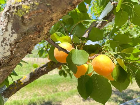 Il Leccio Agriturismo