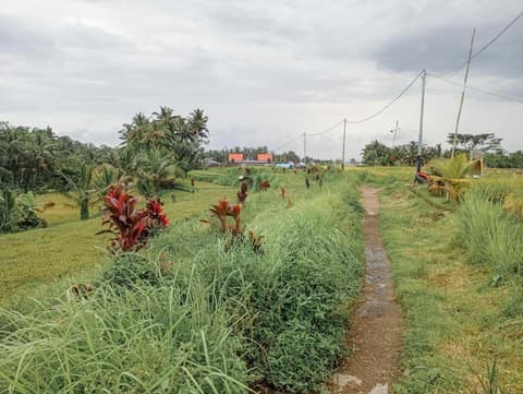 Maha House Mid of Ricefields