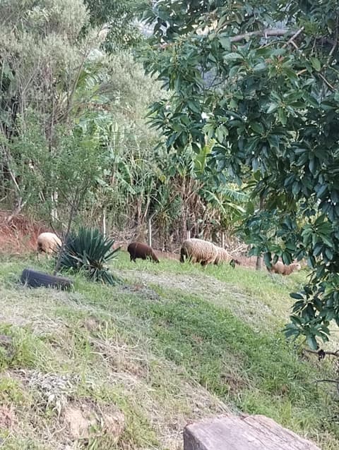Bangalô dos Araçás - sítio Vô Haack, 