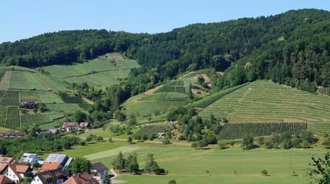 Hotel Schwarzenbergs Traube, 