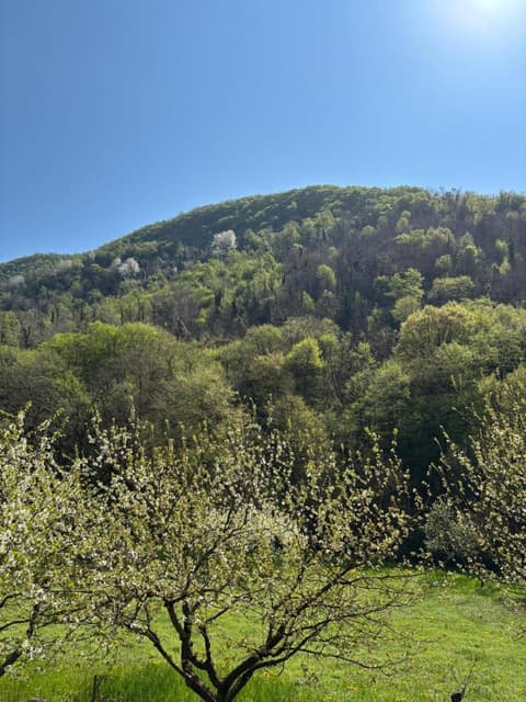 BiancoGelso b&b Vegan