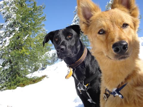 Boutique Hundehotel Bergzeit