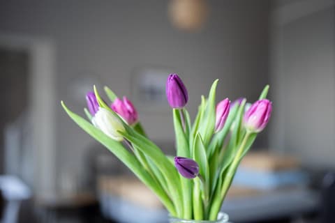 Diana Park Apartments