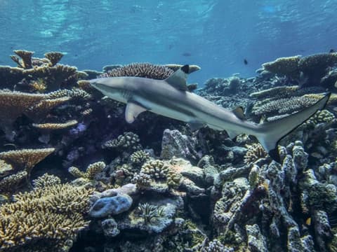 Bougain Villa Gemanafushi