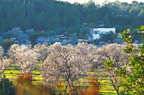 All Suite Ibiza Aparthotel