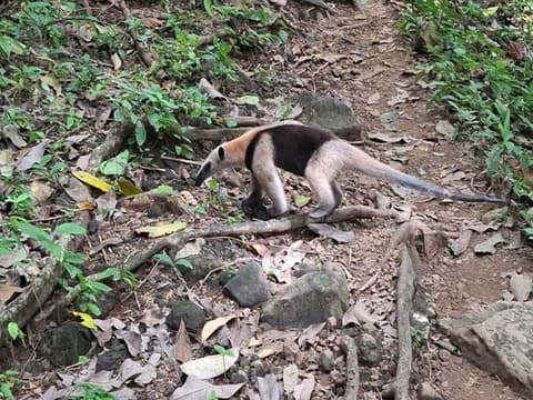 Experiencia de 4 días en la selva tropical de Botanika Osa