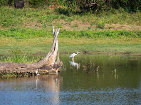 2-Day Galle to Yala Safari Adventure