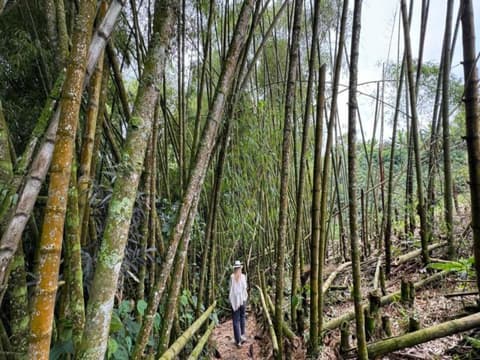 Experiencia de 6 días de Medellín y Pereira, en la región cafetera, tour privado
