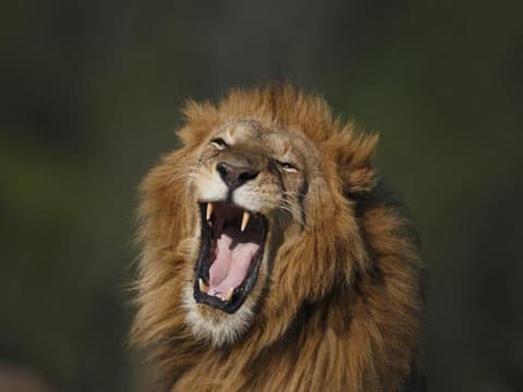 Kenya Classic, Sentrim Lodges