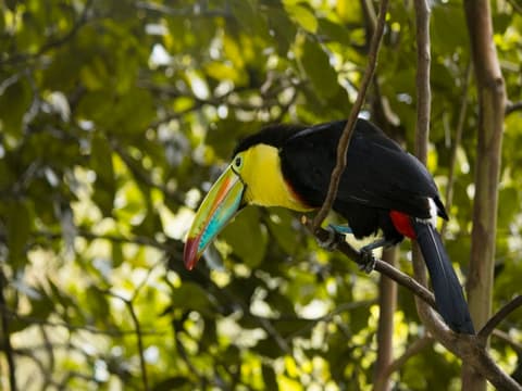 Esenciales de 4 días en Arenal y Monteverde