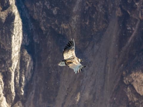 Arequipa et Canyon de Colca, Circuit Privé