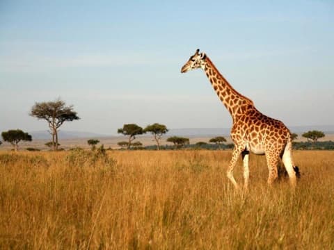 Kenya Classic, Sopa Lodges - Private Tour