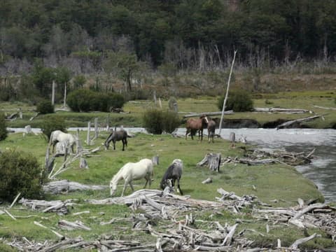 Tour de 5 días por la temporada de Pingüinos de Ushuaia (de octubre a marzo)