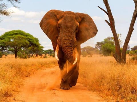 Safari à Simba, Wellworth Lodges