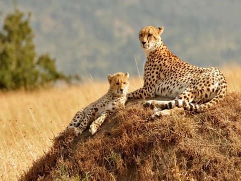 Durch das Rift Valley, Sopa Lodges