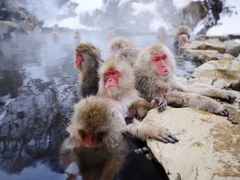 Circuit individuel : Le Japon au gré des saisons en 12 nuits
