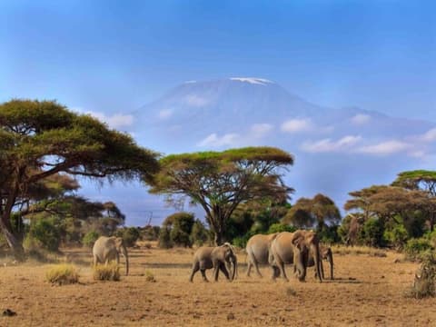 Highlights of Kenya Safari