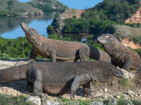 Komodo Discovery