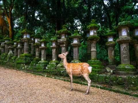Combiné : Tokyo – Kyoto en 3 étoiles