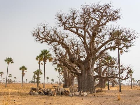 Escapade nature au Sénégal