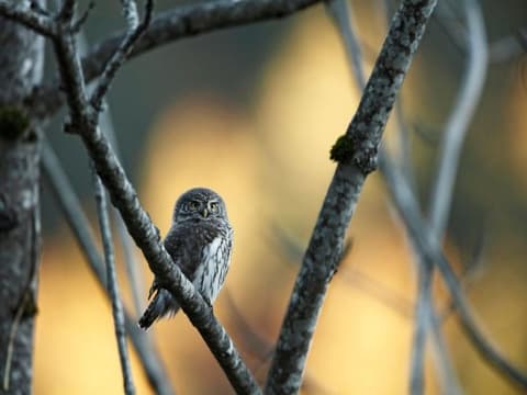 Découvrez l'art de la photo animalière dans le Jura