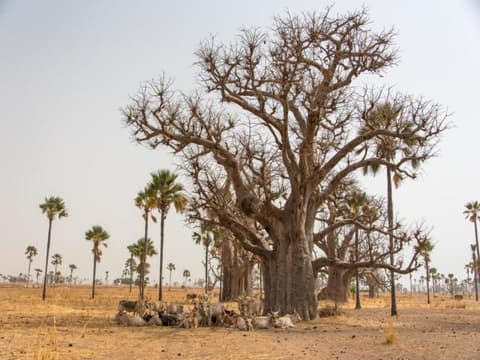 Découverte du Sénégal