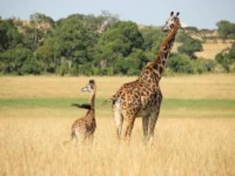 Simba , Safari Seul