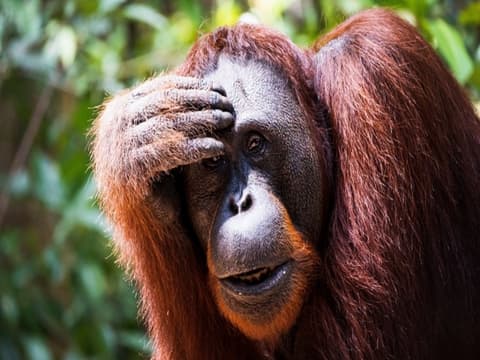 Exploración De Orangutanes Y Vida Salvaje