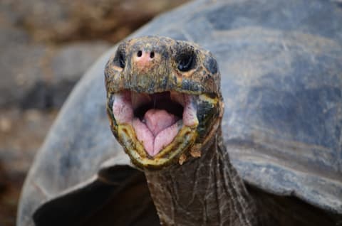 Descubra Galápagos