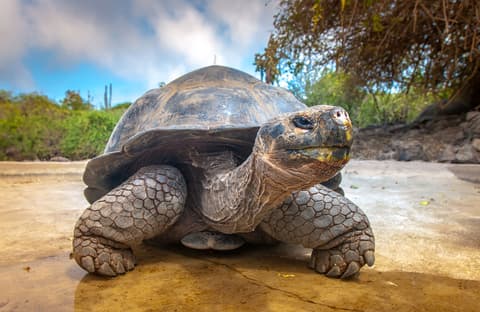 Galápagos Mini