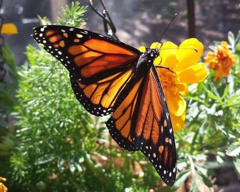 Santuario Mariposa Monarca +Tlalpujahua