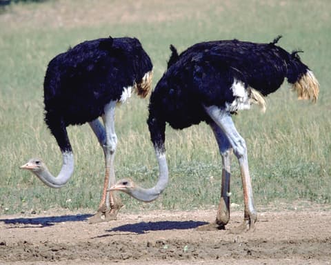 Privatrundreise "Klassisches Südafrika"