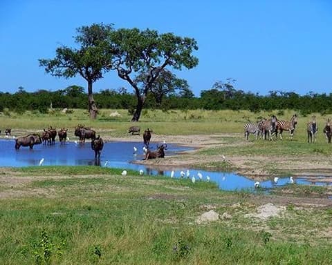 Luna de miel en Botsuana y Zimbabue