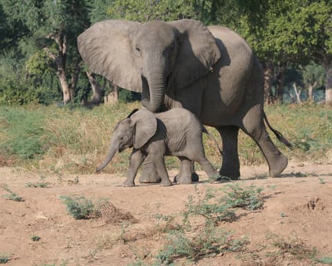 4 notti Victoria Falls & Chobe