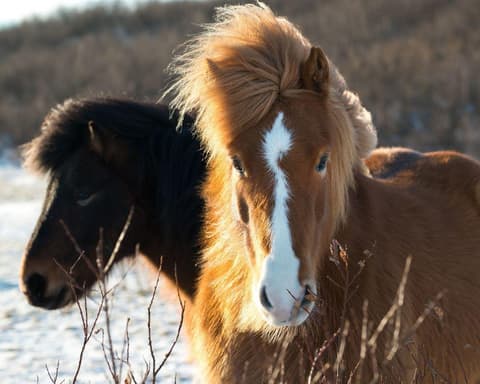 EXPLORE ISLANDA Magico Inverno