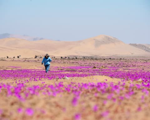 Desierto Florido - Parque Nacional Llanos del Challe 