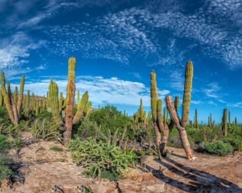 De Los Angeles a Cabo San Lucas de Mota