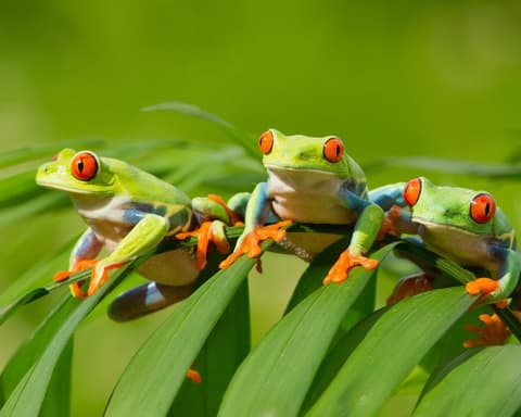 Mini Tortuguero desde San José - Costa Rica a la carte
